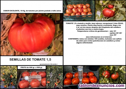 Semillas de tomates especiales