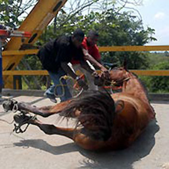 caballos en el rocio