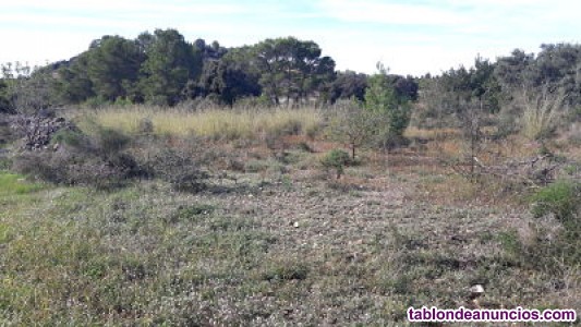 Terreno r�stico en barxeta (valencia)
