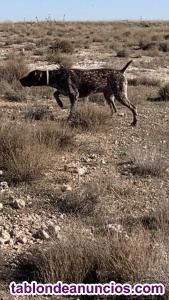 Acciones de caza para escopeta y perro en el Romeral