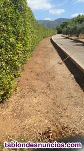 Limpieza pintura jardinera 