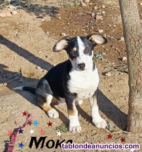 Cachorros bodegueros en adopcin 