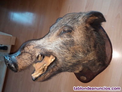 Jabal� naturalizado