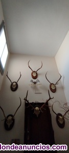 Cuernas de ciervo decorativas