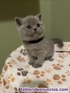 Gatitos britnico de pelo corto en adopcion
