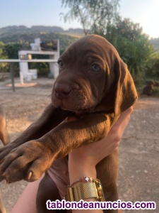 Cachorra de weimar en adopcin 