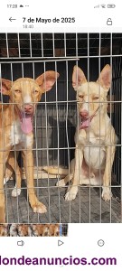 Podenco andaluz