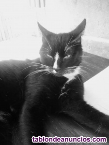 Me ofrezco para limpieza en aranjuez