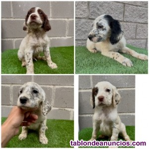 Cachorros de setter ingles 