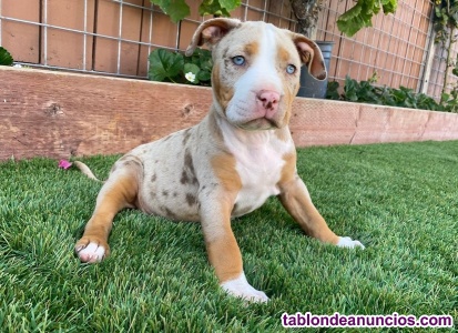 Adopcin - Cachorros American Bully:..634.157.827..
