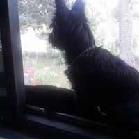 Tabl�n de Anuncios de Angye